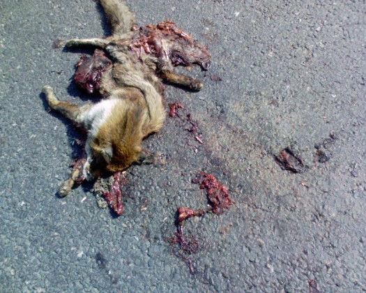 Fox Road Kill