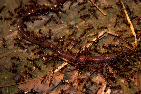 Ant Biting Worm