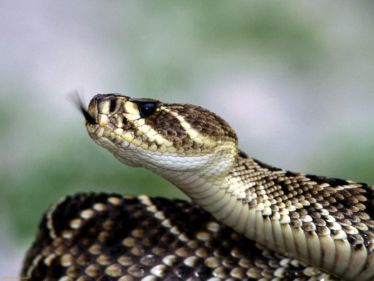 Learn How To Charm And Behead The Venom Filled Snake That Intends To Bite You!