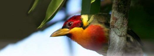 Brazilian Bird - System