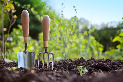Top-Gardening-Tips Health