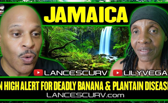 JAMAICA ON HIGH ALERT FOR DEADLY BANANA AND PLANTAIN DISEASE! | LILYVEGAN & LANCESCURV